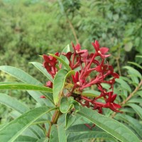 Clerodendrum indicum (L.) Kuntze